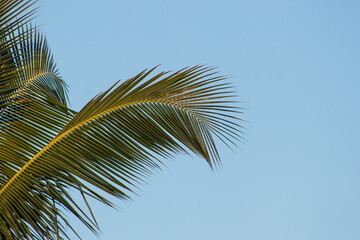 Fototapeta na wymiar palm leaves with a beautiful blue sky in the background in Rio de Janeiro.