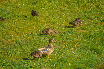 Mallard female with little ducklings in a living nature on the river on a sunny day. Breeding...