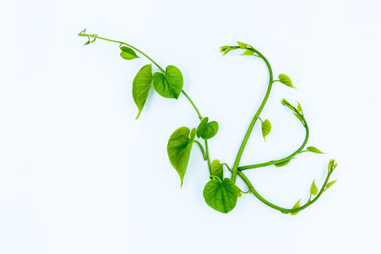 Green Leaves on a white background, Fresh green leaves branch