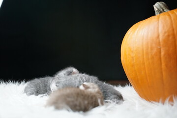 tiny british shorthair babies with a pumpkin at halloween time