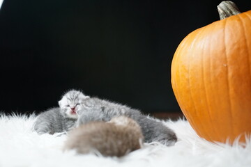 tiny british shorthair babies with a pumpkin at halloween time