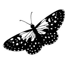 Sketch, doodle butterfly, night moth.Vector graphics.