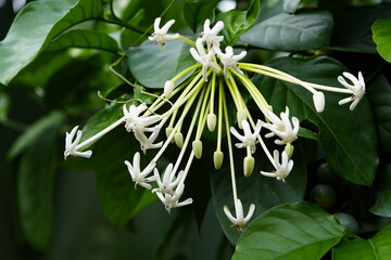 Flowers of Posoqueria latifolia, the needle flower, is a tree species in the family Rubiaceae whose...
