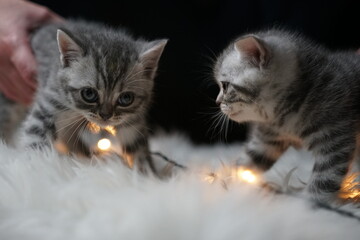 cute little british shorthair kitten playing with a warm white christmas fairy lights 