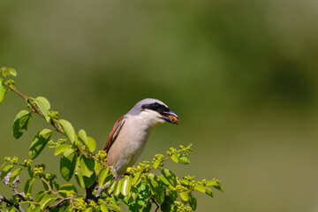 Female Red-backed Shrike (Lanius collurio) with a bug in its mouth perched on a tree