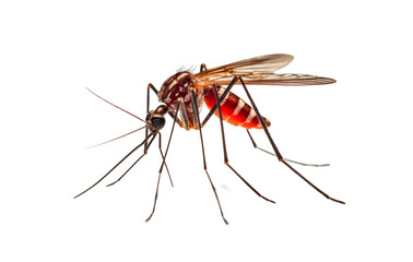mosquito isolated on transparent background. png file - obrazy, fototapety, plakaty