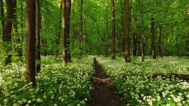 Forest covered in flowering bear garlic. A romantic place for a Valentinian stroll. The smell of garlic. 4k video