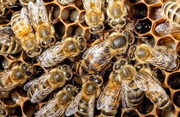 Eierlegende Königin im Bienenvolk - obrazy, fototapety, plakaty