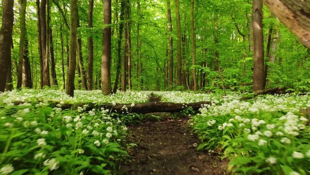 Forest covered in flowering bear garlic. A romantic place for a Valentinian stroll. The smell of garlic. 4k video