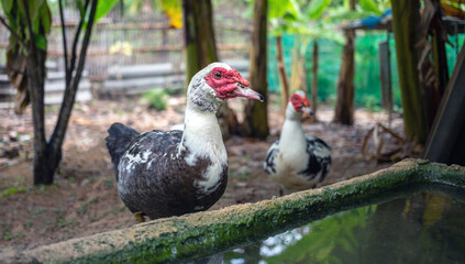 White duck or Muscovy duck stands next to a pond in farm