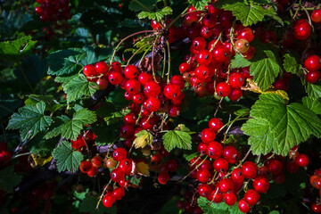 Ripe, juicy currant. Garden fruit bush. Beautiful natural rural landscape with strong blurred background. The concept of healthy food with vitamins