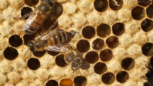 A bee emerges from an open cocoon.
Communication of bees with a newborn insect. 
