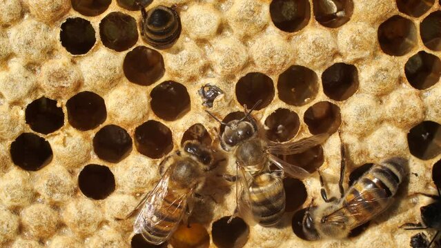 The young bee emerged from the cocoon. 
Communication of bees with a newborn insect. 
