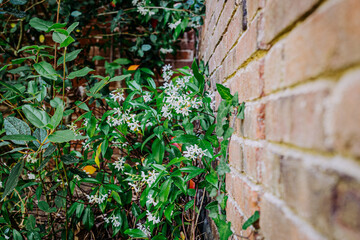 Gros plan sur mur de briques et vegetation