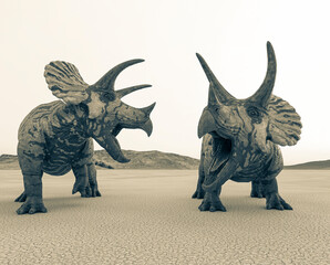 two triceratops are calling the others in the desert on the afternoon close up view