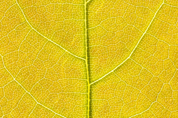 Obraz premium Yellow maple leaf texture closeup. Macro photography.