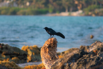 Black Bird