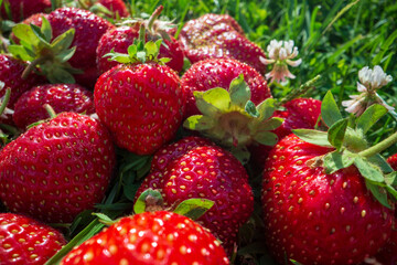 Close up view of strawberry harvest lying on green grass in garden. The concept of healthy food, vitamins, agriculture, market, strawberry sale