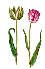 Garten-Tulpe, Gartentulpe, Variation der Tulpe, Tulipa gesneriana