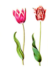 Garten-Tulpe, Gartentulpe, Variation der Tulpe, Tulipa gesneriana