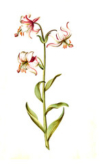 Türkenbund, Lilium martagon, oder auch Türkenbund-Lilie
