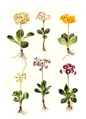 Bastard-Aurikel Primula × pubescens, Syn. Primula × hortensis Wettst., gehört zur Gattung der Primeln