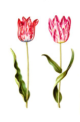 Garten-Tulpe, Gartentulpe, Variation der Tulpe, Tulipa gesneriana