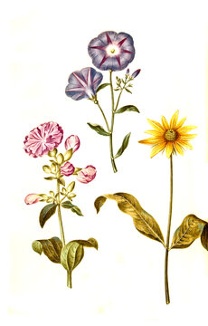 Gewöhnliche Seifenkraut, Saponaria officinalis, auch Echtes Seifenkraut, Seifenwurz, Dreifarbige Winde, Convolvulus tricolor, auch Dreifarbige Gartenwinde, Sonnenblumen Helianthus
