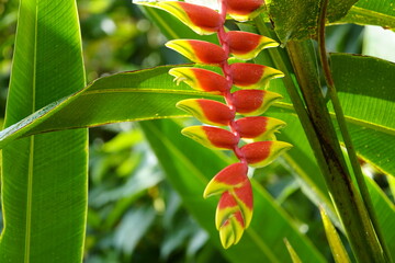 Heliconia rostrata (also known as Hanging Lobster Claw or False Bird of Paradise. Heliconiaceae...