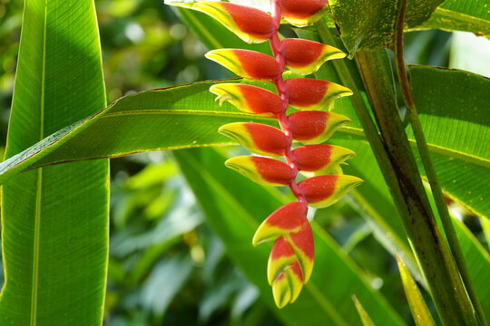 Heliconia rostrata (also known as Hanging Lobster Claw or False Bird of Paradise. Heliconiaceae family