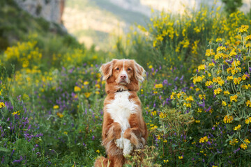 dog in wildflowers, close-up. Summer mood. Funny and Cheerful Nova Scotia duck tolling retriever in...