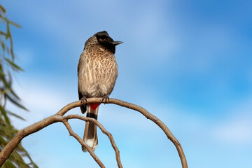 Rotsteißbülbül (Pycnonotus cafer) sitzt auf einem kahlen gebogenen Ast vor blau weißem Himmel, invasiver Vogel in Costa Calma, Fuerteventura