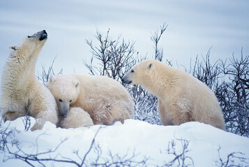 Polar bear and cubs on snow