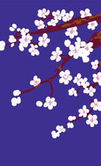 sakura japanese cherry blossom branch with blooming flowers on blue background