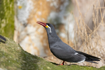 Inca Tern (Larosterna inca) - Exquisite Coastal Bird of South America