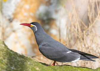 Inca Tern (Larosterna inca) - Exquisite Coastal Bird of South America