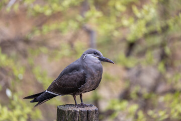 Inca Tern (Larosterna inca) - Exquisite Coastal Bird of South America