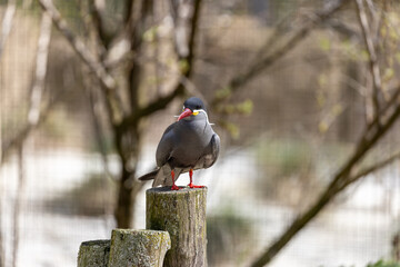 Inca Tern (Larosterna inca) - Exquisite Coastal Bird of South America