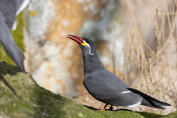 Inca Tern (Larosterna inca) - Exquisite Coastal Bird of South America