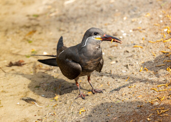Inca Tern (Larosterna inca) - Exquisite Coastal Bird of South America