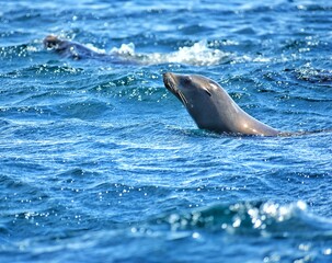 Fototapeta premium Seal swimming in the ocean