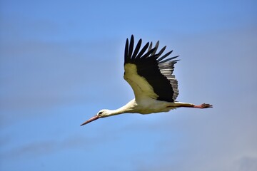 Stork flying to its nest