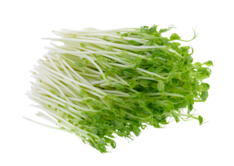 green pea sprouts on transparent png