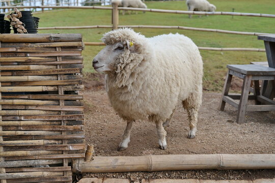 A large, shaggy Corriedale sheep came to a stop at the food counter (pellets and carrots for feeding the sheep). Arranged in black trays and stacked) for tourists to purchase to feed the sheep.
