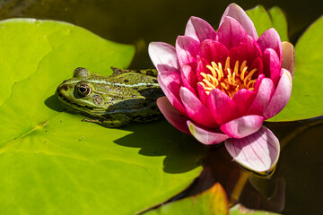 Besuch bei der Seerose © Isnurnfoto.