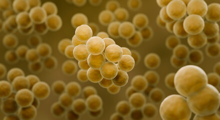 MRSA bacteria, Antibiotic resistant Staphylococcus aureus