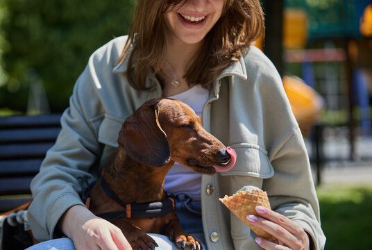 Loving owner spoiling her pet with ice cream. Happy young girl feeding paralyzed dachshund dog in a wheelchair with a treat