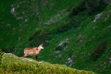 The Tatra Chamois, Rupicapra rupicapra tatrica. A chamois in its natural habitat during the transition from winter to summer fur. The Tatra Mountains, Slovakia.