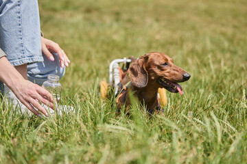 Exhausted dachshund dog in a wheelchair resting in the green grass while the owner is giving him...