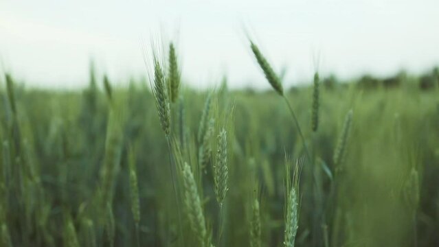 Juicy fresh ears of young green wheat on nature in spring summer field close-up of macro with free space for text. High quality photo